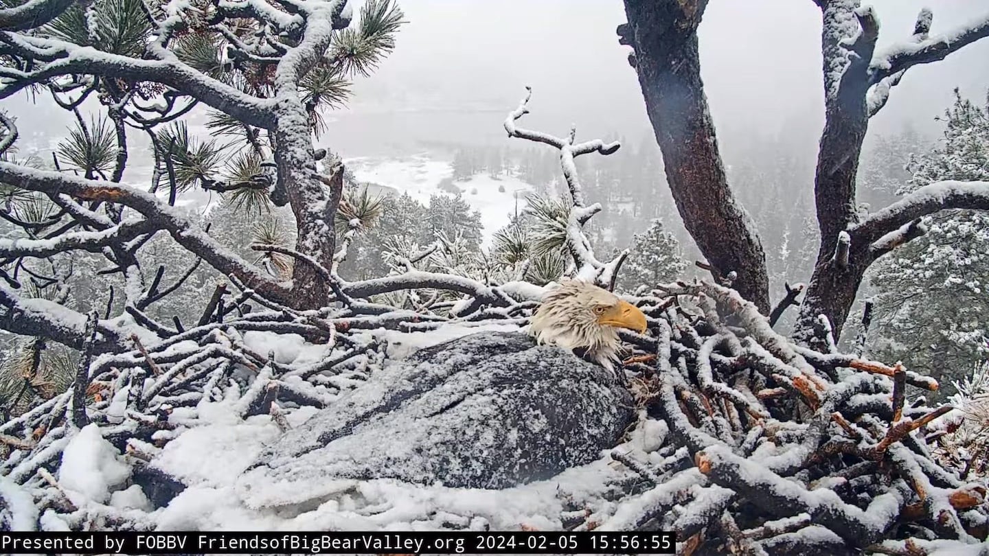 Fans root for bald eagles determined to protect eggs in California storm